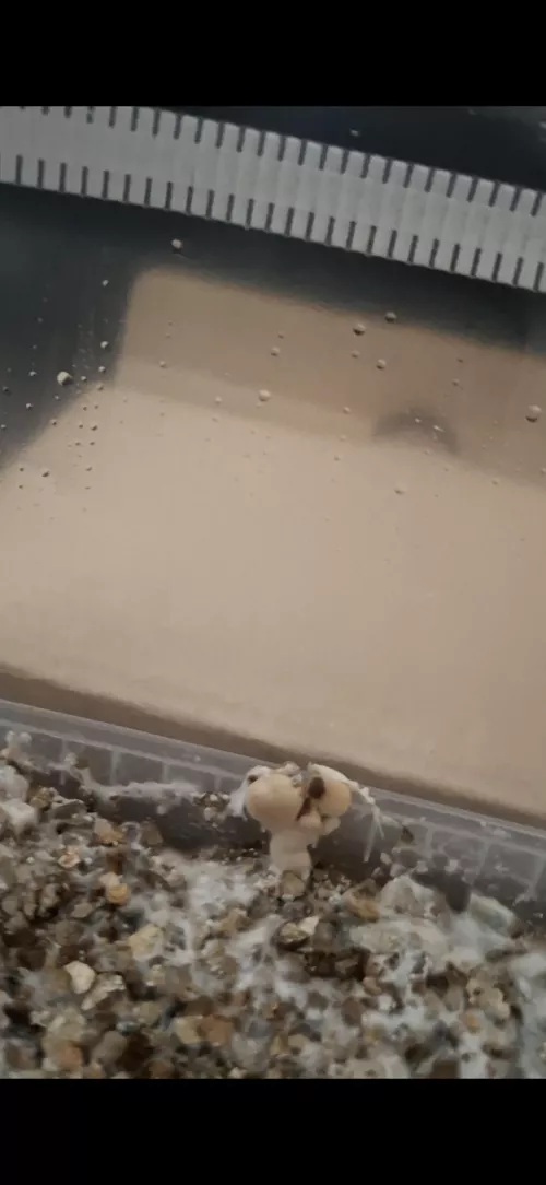 First time grower, these are the first pins out of my golden teacher growkit.