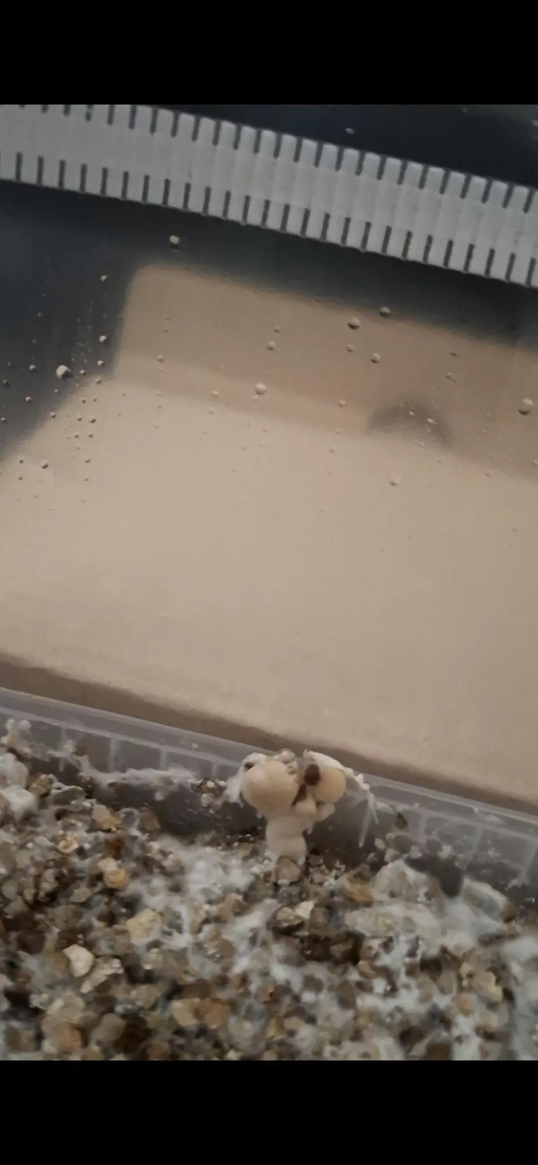 First time grower, these are the first pins out of my golden teacher growkit.