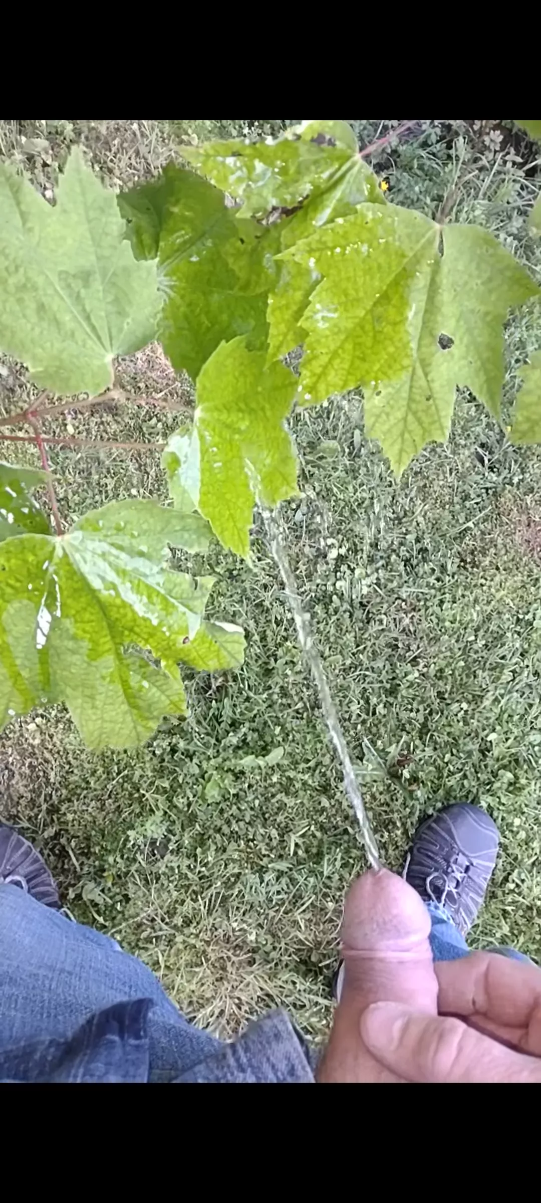 Tree watering 