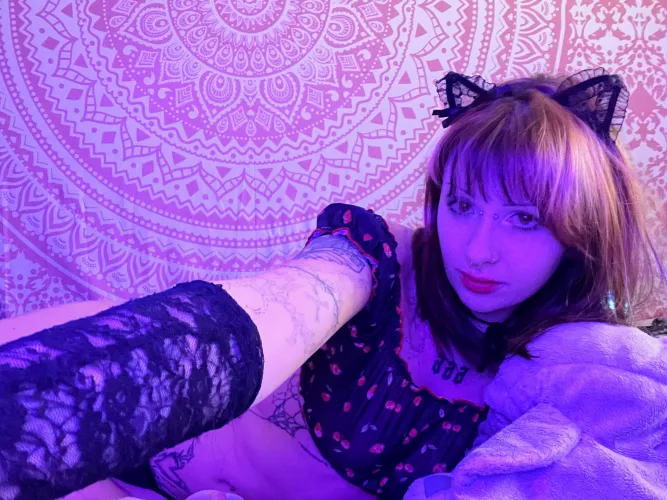 would u hire this kitty maid to clean ur house? y or n