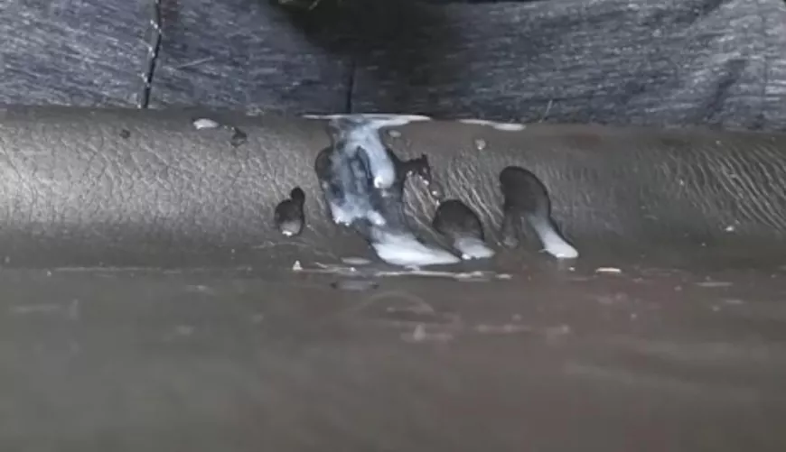 I give Deep throat sloppy blowjobs and swallow 