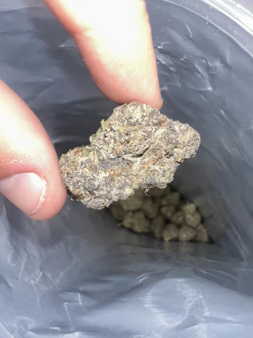 Runtz 🚗👽📲🤙🏻