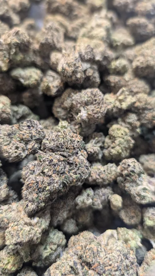 🌈 Sherbet Fort Worth