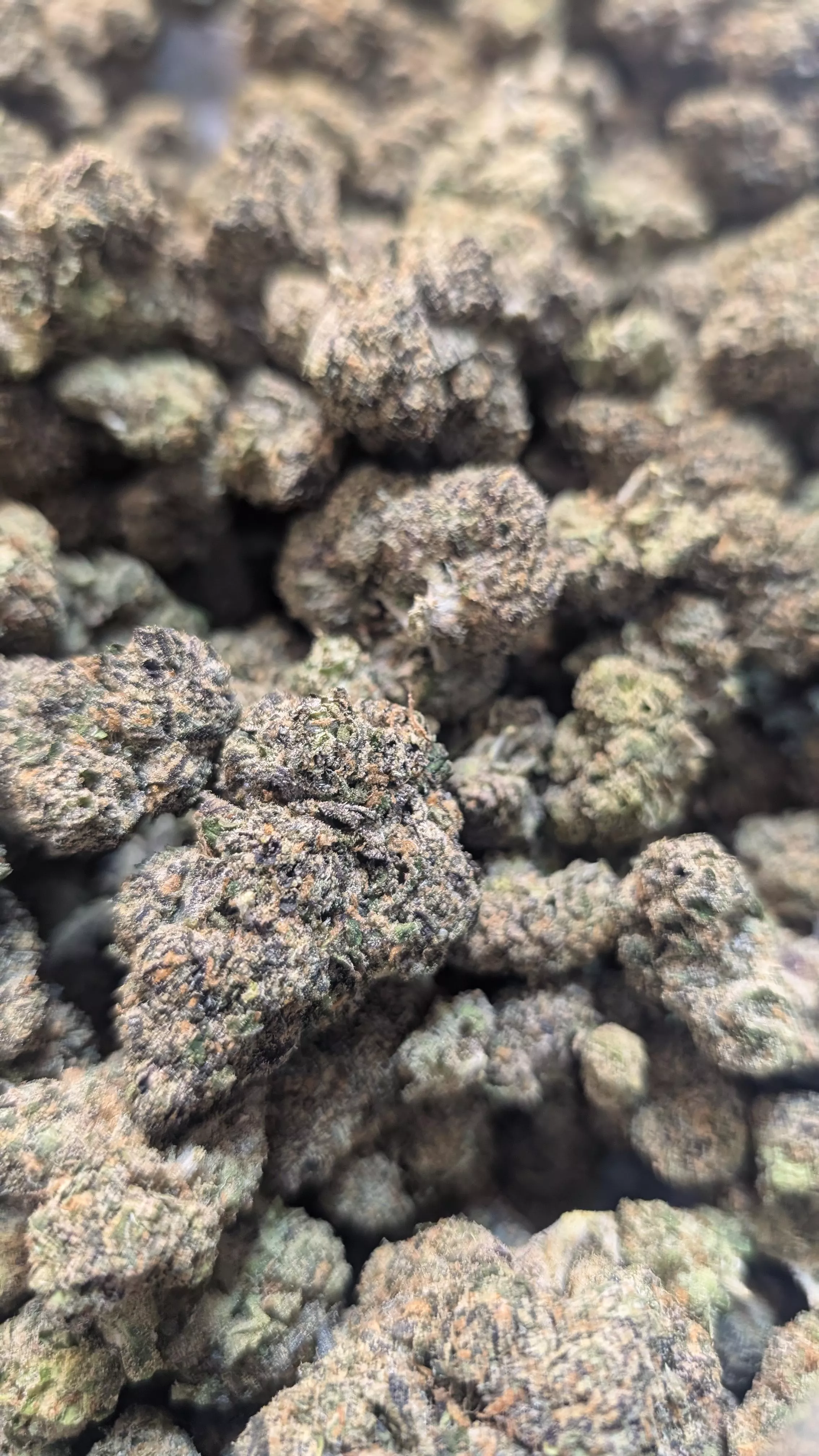 🌈 Sherbet Fort Worth