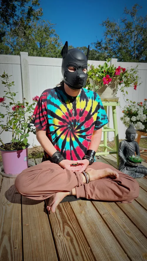 When you teach a wolf to meditate, he becomes aware wolf 🐺☮️🙏👣