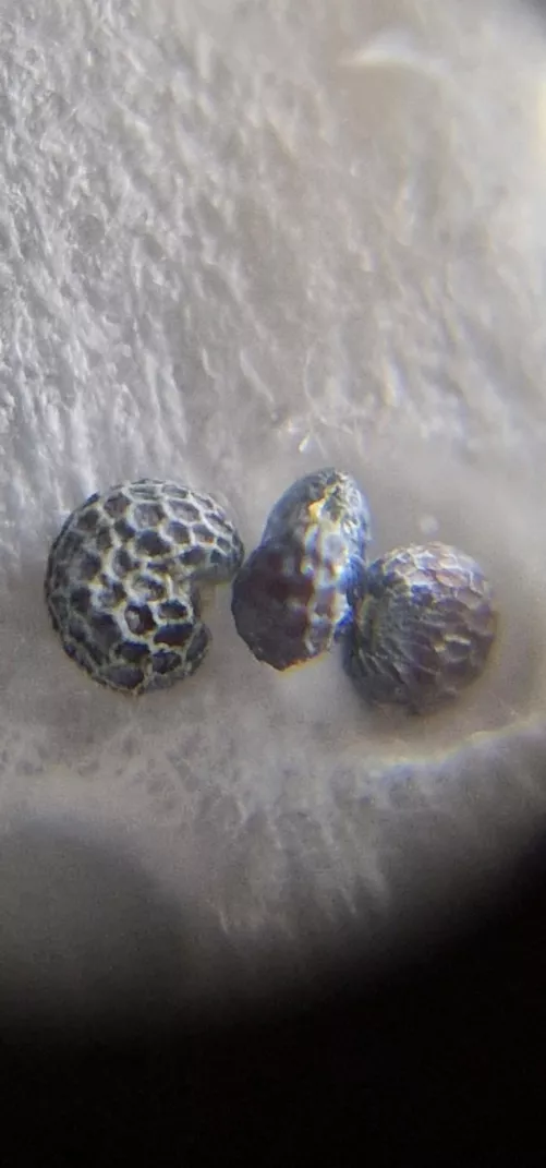 Does this appear to be coated in latex residue?