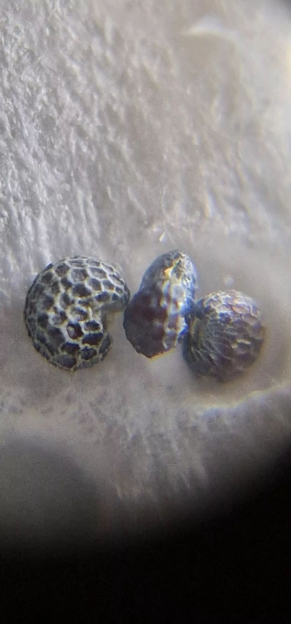 Does this appear to be coated in latex residue?