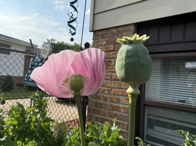 Found the secret formula for happiness: one flower for the vibes, one pod for the seeds… and a lot of confused neighbors!