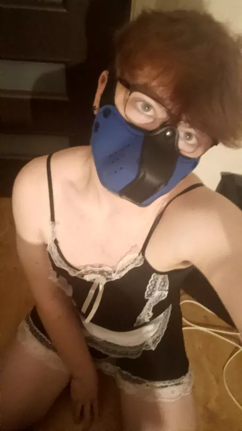 maid pup ready to serve sir 😊🐶 