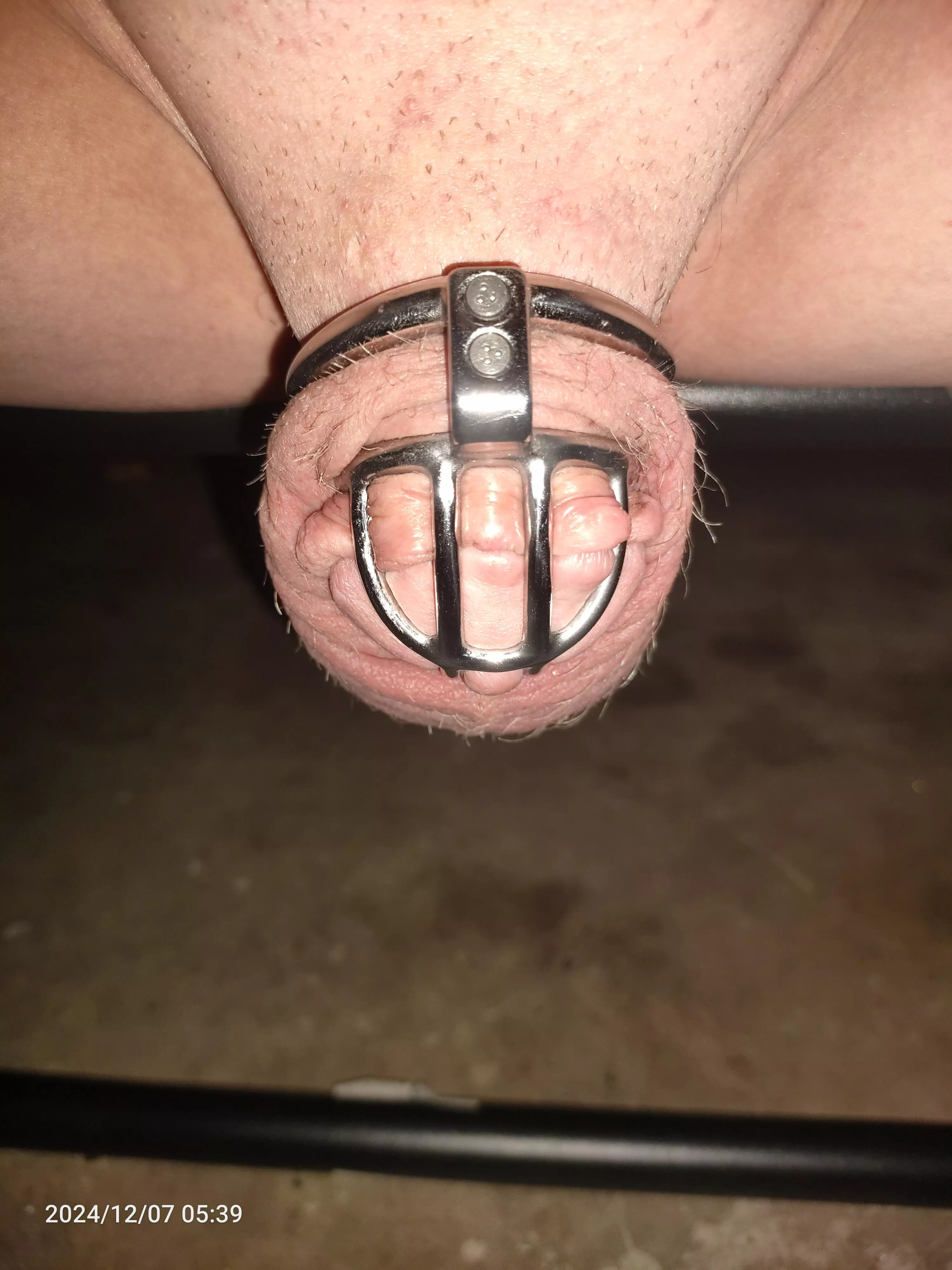 Day 746 I can't recommend this cage highly enough 