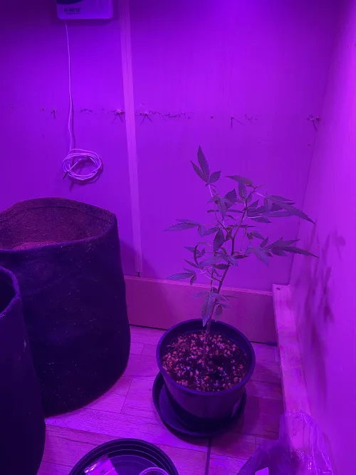 Devo trocar de vaso?