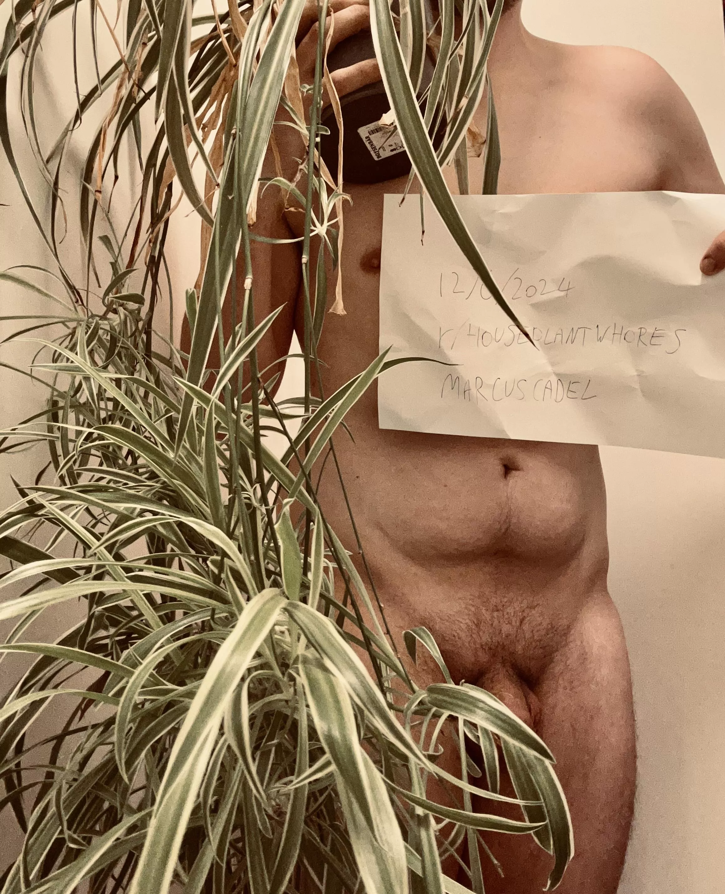 Seeing as Spiderplants such a good starter, I thought I'd use one for my Verification Post