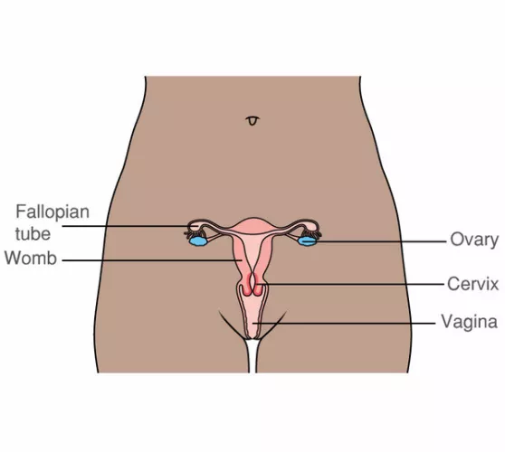 Why are so many womb tattoos so high? I feel like they'd only be as high as the hip line when looking at a model, as if they are mimicking the actual womb. This isn't a complaint at all btw just a question, all tattoos here are wonderful, I just prefer