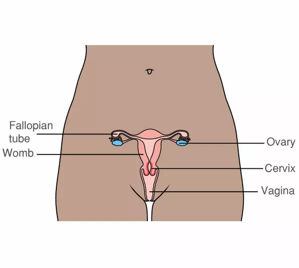 Why are so many womb tattoos so high? I feel like they'd only be as high as the hip line when looking at a model, as if they are mimicking the actual womb. This isn't a complaint at all btw just a question, all tattoos here are wonderful, I just prefer