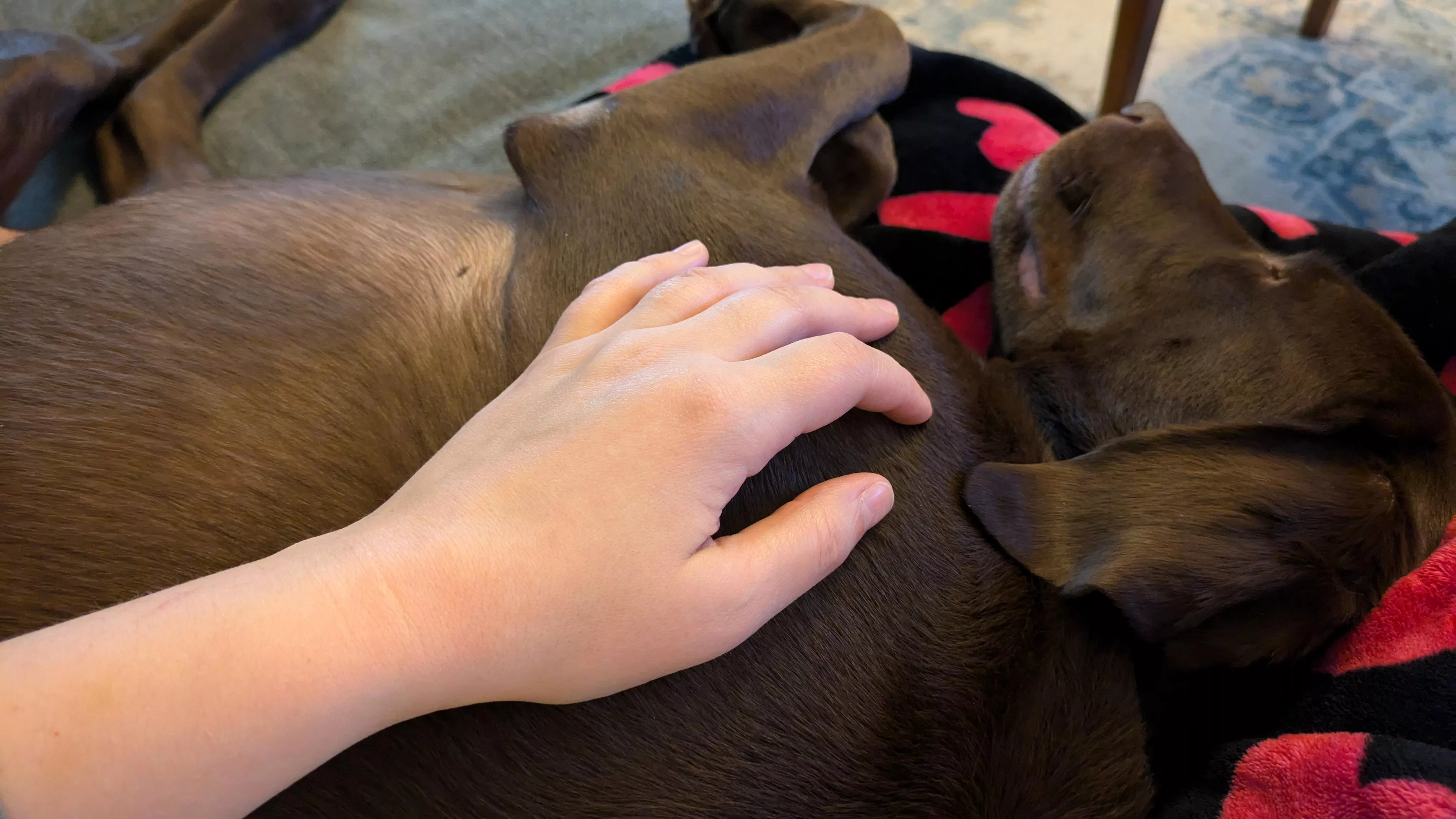 Cozy cuddles on the couch