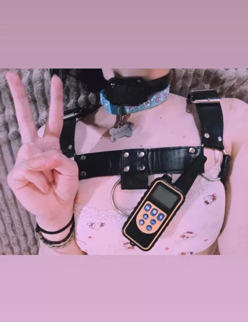 I have to show off my pre-christmas gift somewhere. My human gave me a training shock collar and it's super cute :3