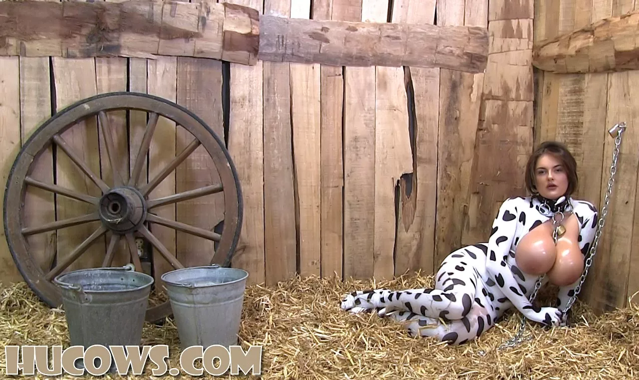 The hugest breasts in the barn - Hucows