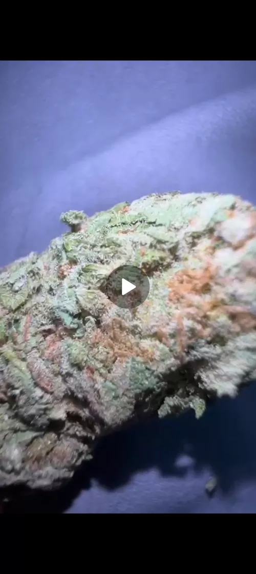 Peguei uma super Lenon haze pra fumar hoje