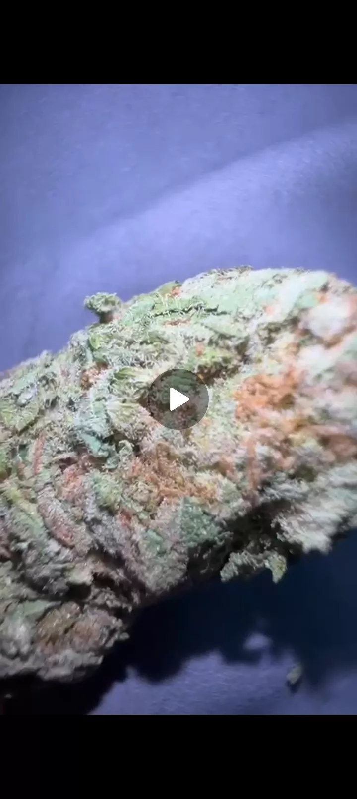 Peguei uma super Lenon haze pra fumar hoje