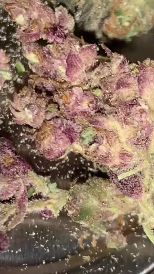 Purple Haze🤤