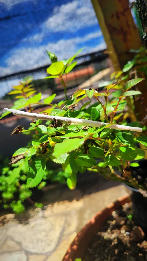 Bom Fumingo a todos e todas