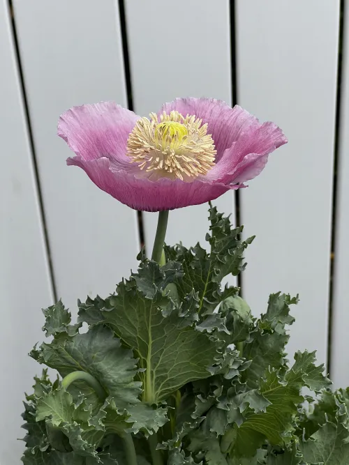 Tis' Thy hour for a beautiful creation !