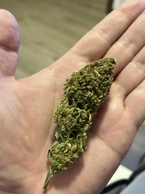 Flor chocolope. O que acham?