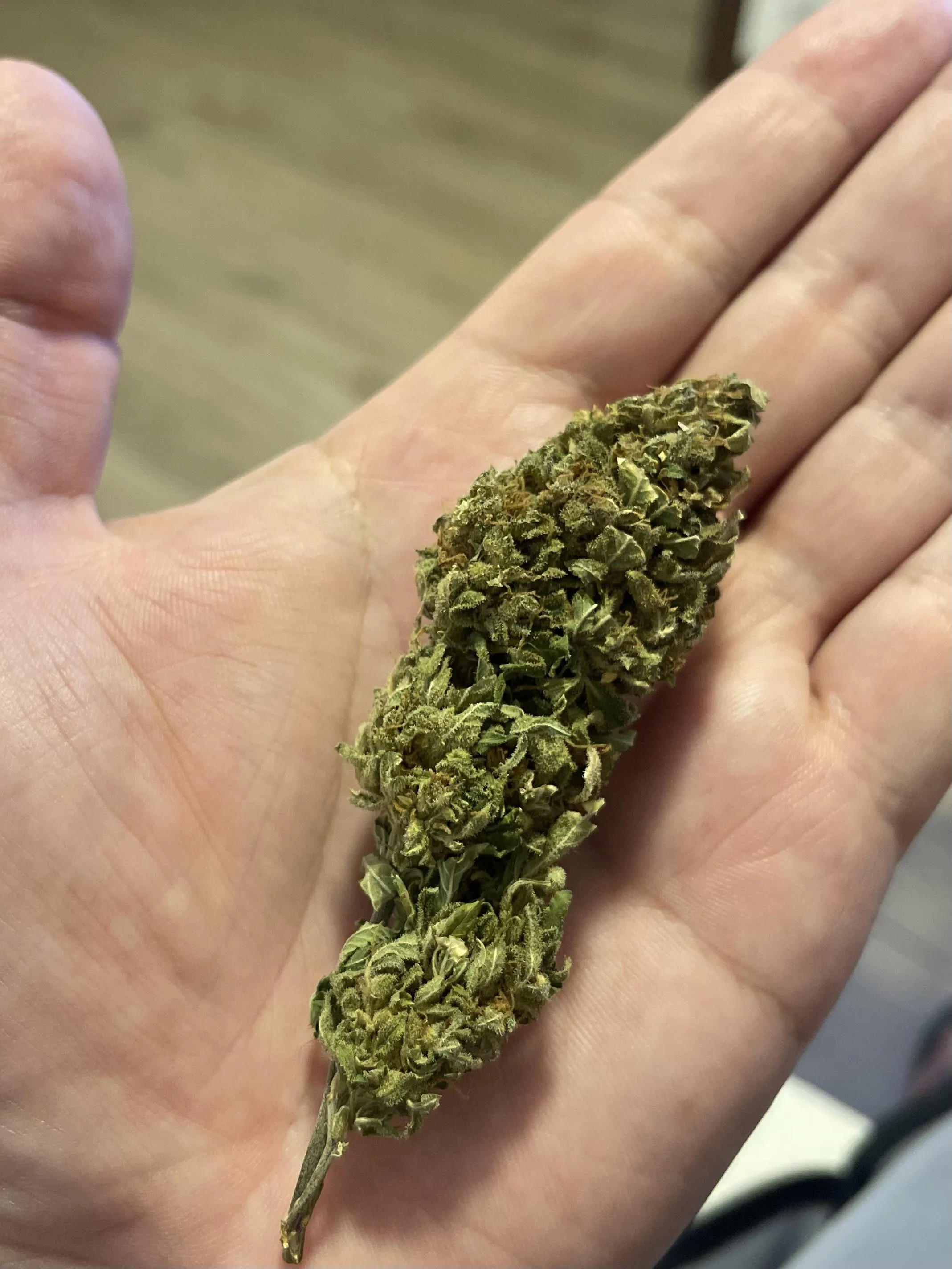 Flor chocolope. O que acham?