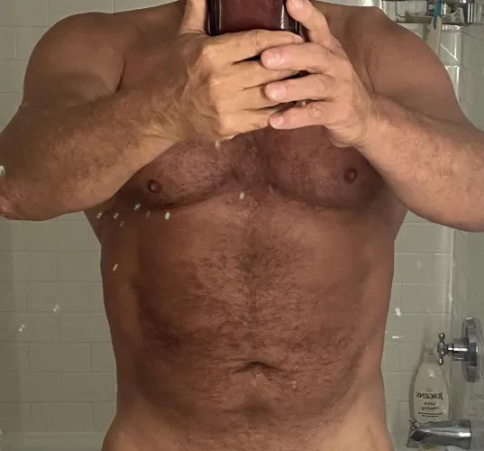 Silver fox bull in Overland Park