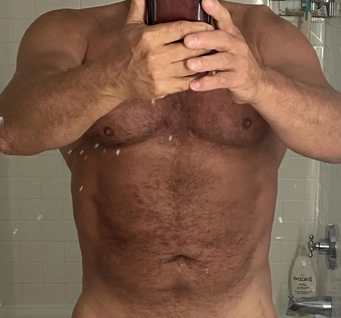 Silver fox bull in Overland Park