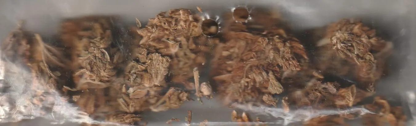 What I have left of the original Franklin strain