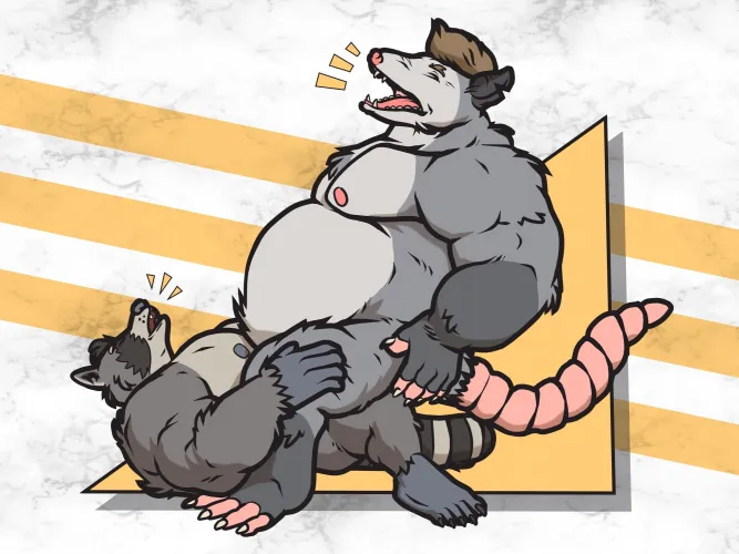 A Fat Opossum with a prominent gut rides a muscular raccoon cowgirl style (‪@zsombor.boar.party‬)