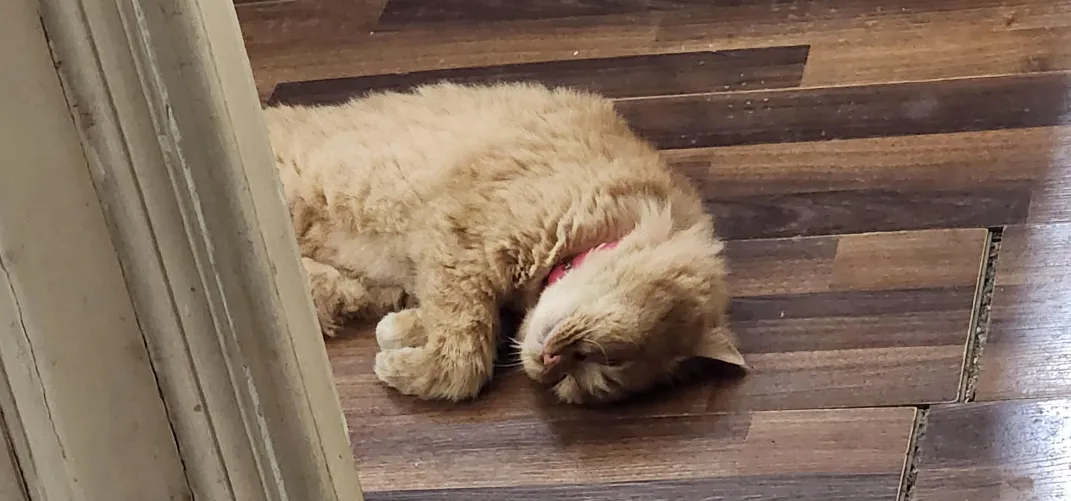 How's my single peeps doing today