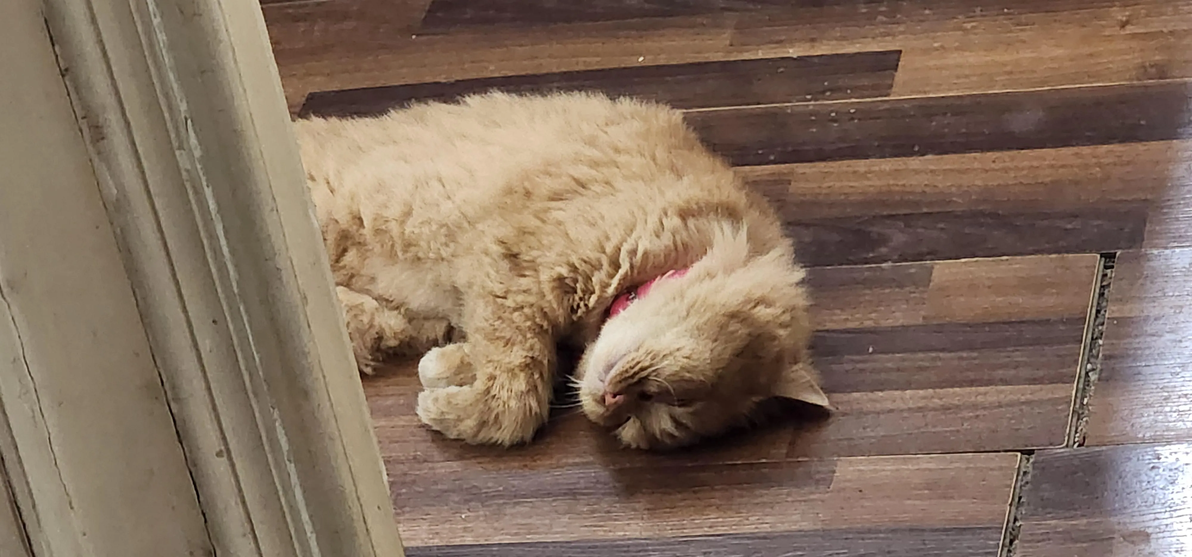 How's my single peeps doing today