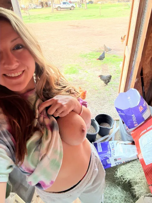 My chickens love feeding time