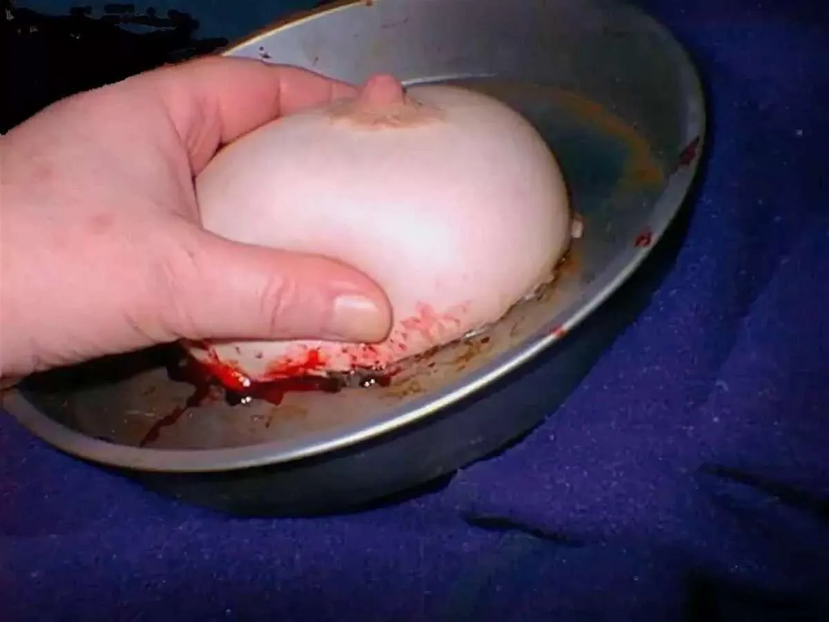 Who wanna offer their teat-meat?