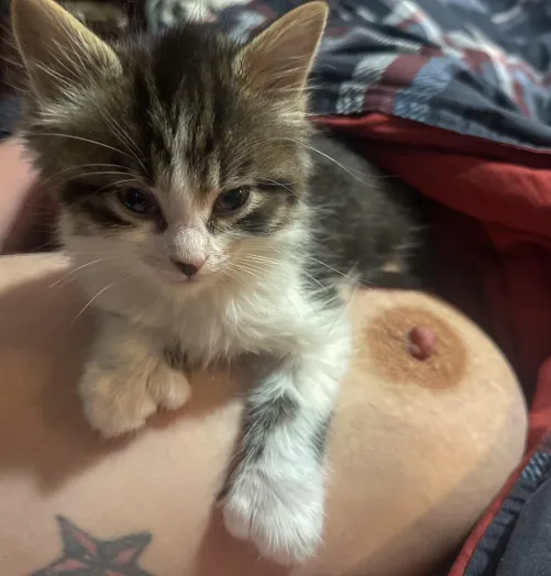 Wrinkled Nipple & Cute Kitty 🐱