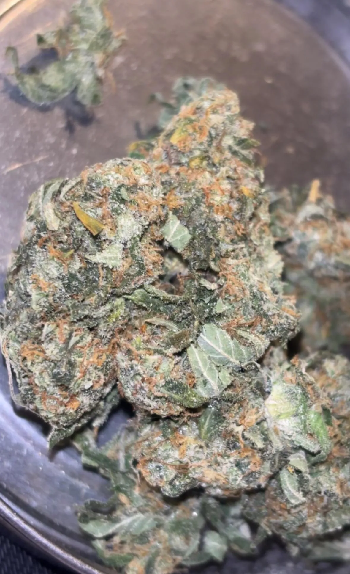 Cream Mandarine