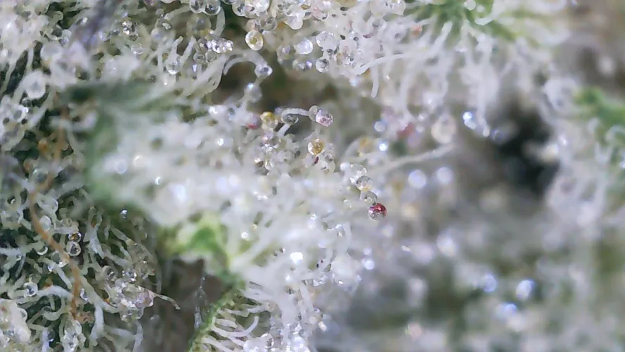 VG LS Superboof Red Heads c: