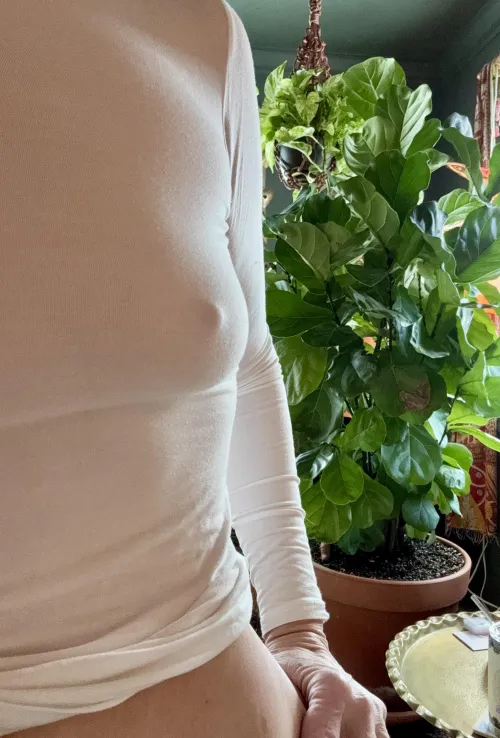 Fiddle Leaf [F]ig Madness