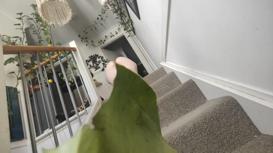 Pothos goingnmad crazy! But oopsies, cheeky plant blocking the goods😏