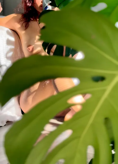 Sun-kissed and sneaking peeks through my Monstera deliciosa fenestrations… can you spot me? 😉🌿☀️