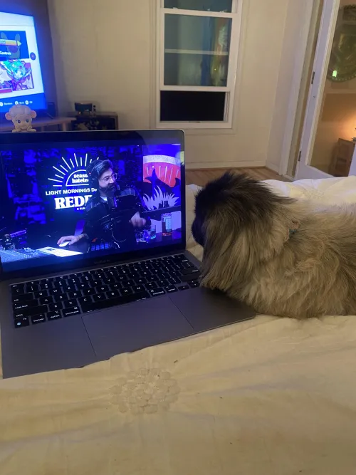 my dog earnestly enjoying an episode of red bar