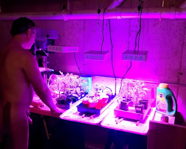 Starting the garden plants indoors.