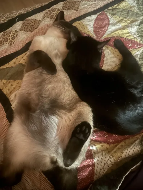 [m] and [f] after snuggles