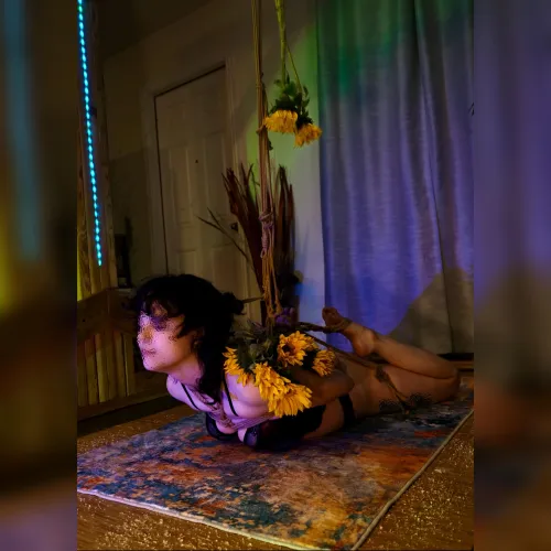 Sunflowers for Honey in her first hogtie!