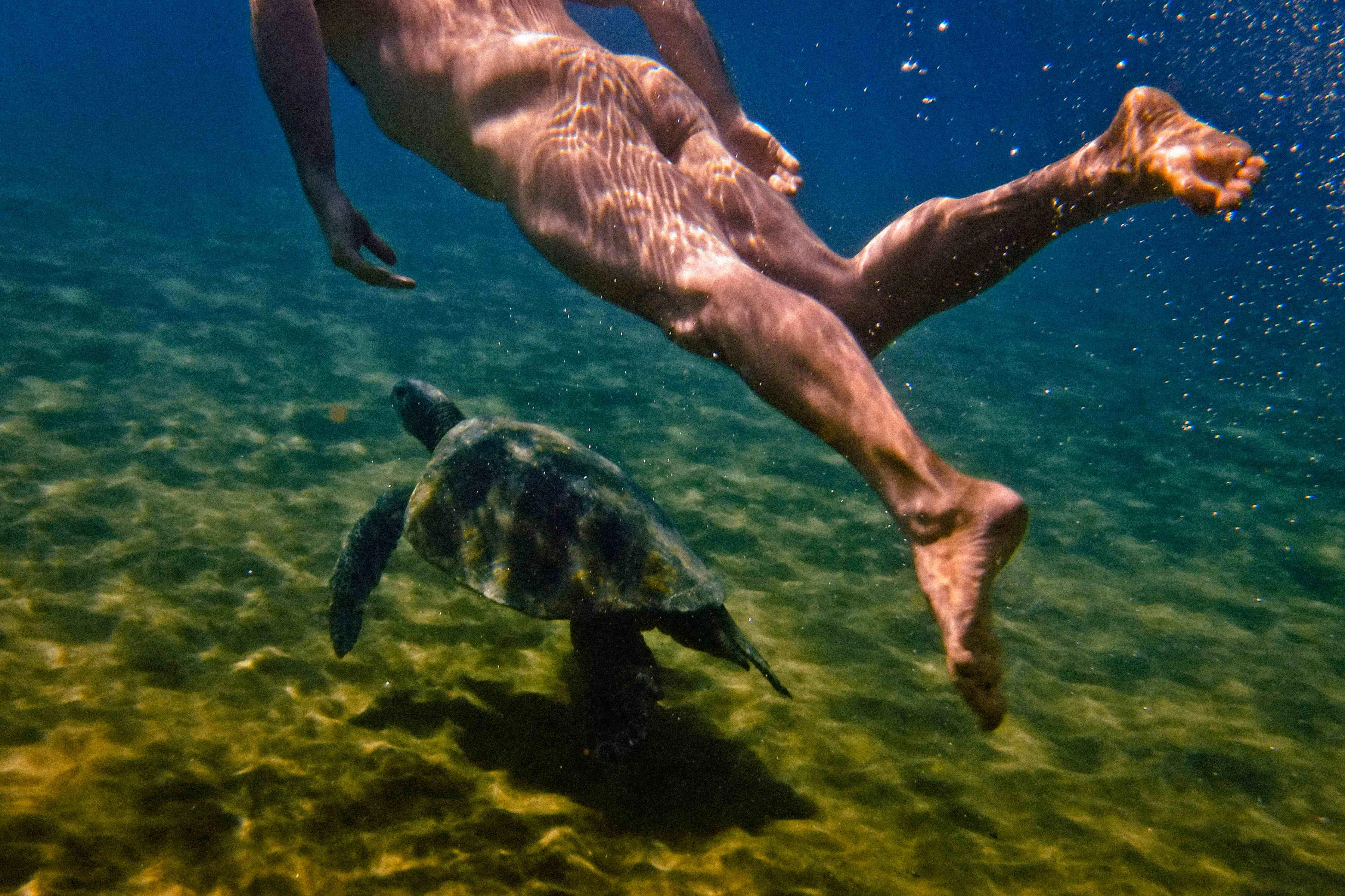 Honu swim