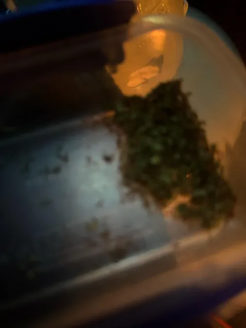 M 24 Any f near Clifton Keen I’m horny asf