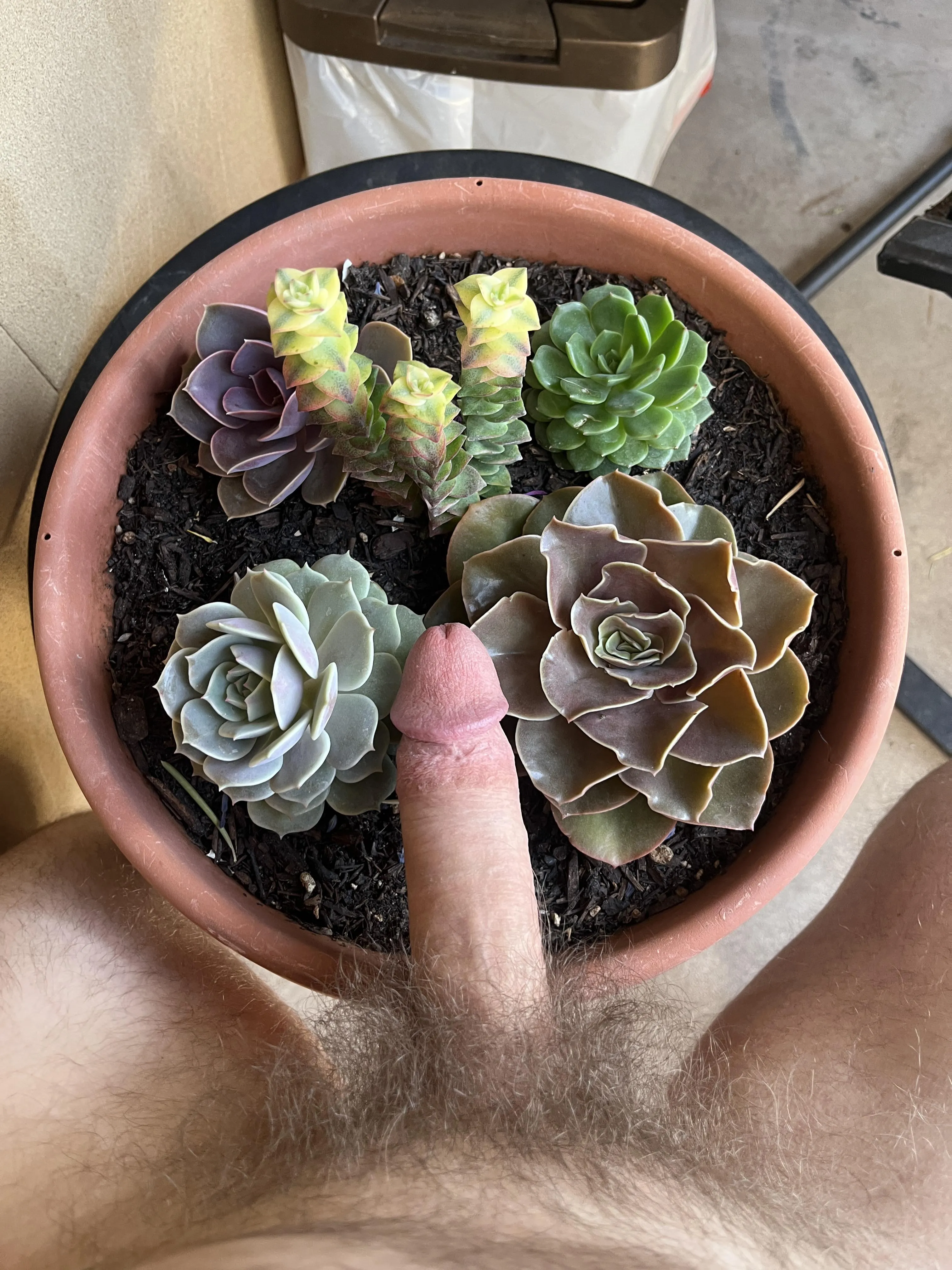 Do you like our new Suck-ulent?? 😜