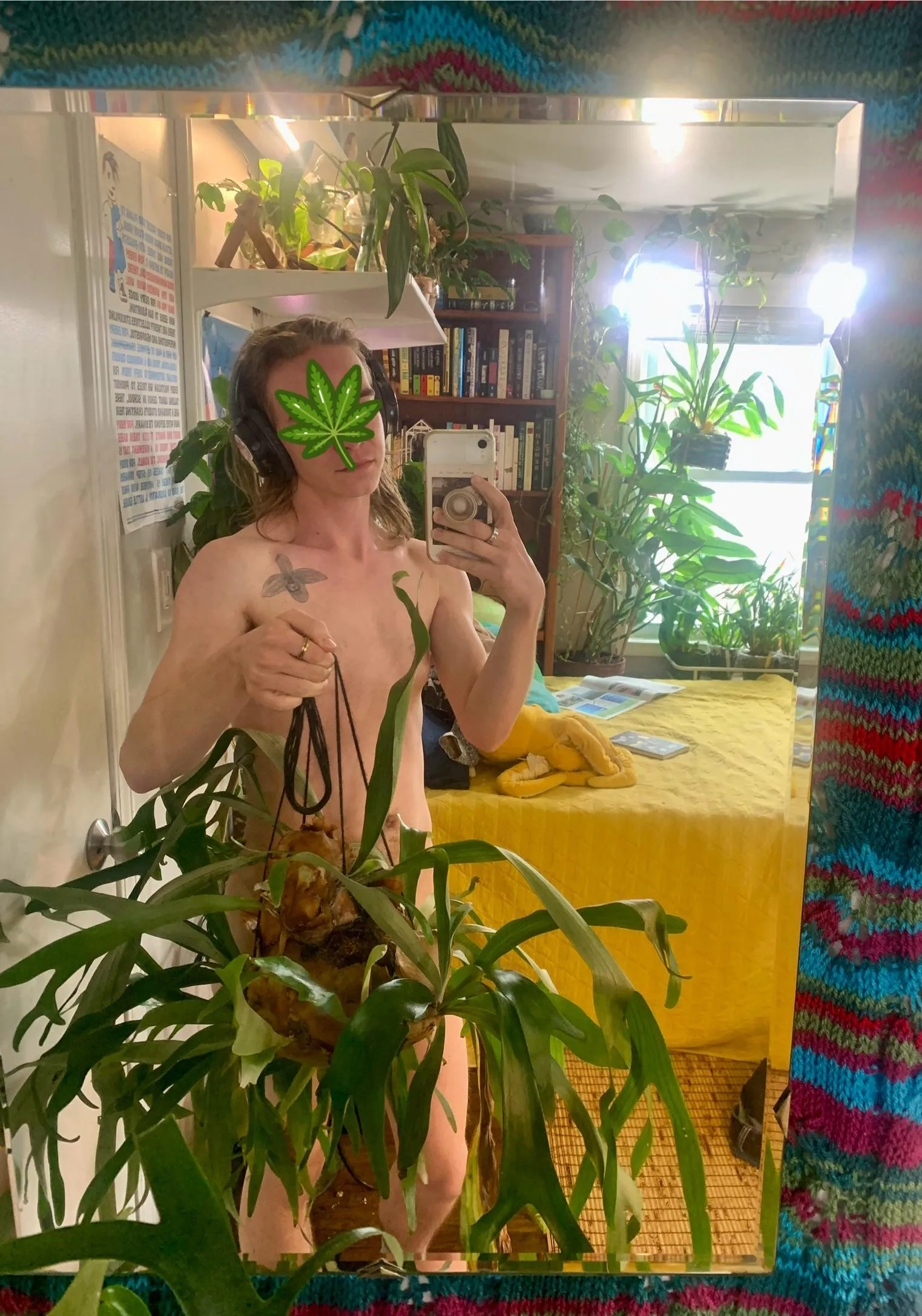 six year old rescue platycerium